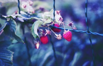 Food 825 (30 wallpapers)