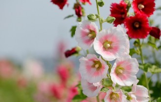 Квіткові шпалери 835 (3840x2160) (30 шпалер)