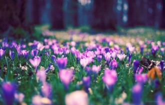 Floral wallpapers 220 (60 wallpapers)