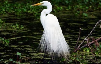 Birds 215 (30 wallpapers)