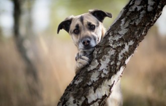 Собаки 162 (30 обоев)