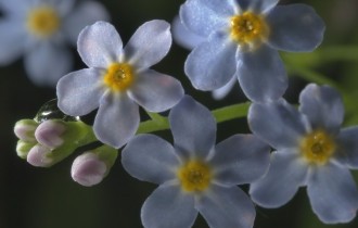 Floral wallpaper 779 (2560x1600) (30 wallpapers)