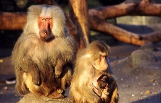 Примати та Мавпочки (25 шпалер)