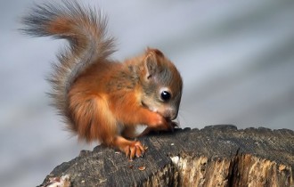 Squirrel Compilation (110 wallpapers)