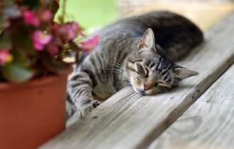 Коты 198 (30 обоев)