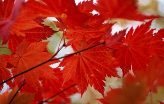 Beautiful Autumn Trees (40 шпалер)