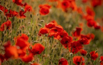 Цветочные обои 829 (3840x2160) (30 обоев)