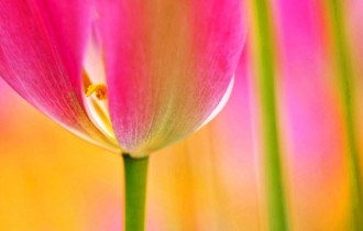 Floral wallpaper 778 (2560x1600) (30 wallpapers)
