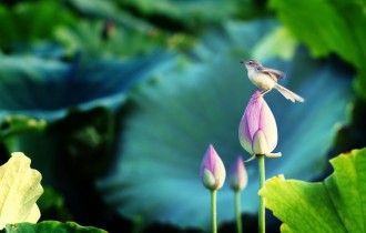 Птицы 191 (30 обоев)