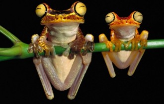Frogs (17 wallpapers)