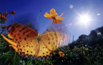 40 Beautiful Butterfly Wallpapers (40 wallpapers)
