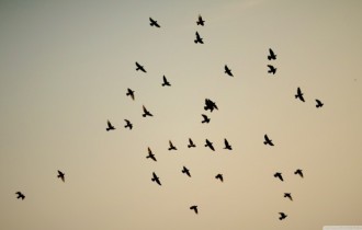 Birds 126 (2560x1440) (30 wallpapers)