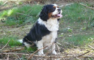 Собаки 138 (30 обоев)