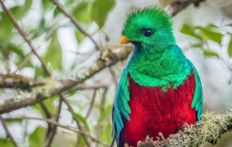 Птицы 157 (3840x2160) (30 обоев)