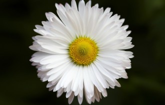 Floral wallpaper 889 (30 wallpapers)