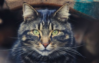Cats 223 (30 wallpapers)