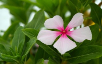 Floral wallpaper 858 (30 wallpapers)