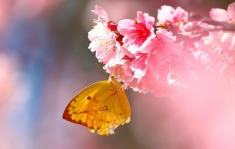 Цветочные обои 809 (2560x1600) (30 обоев)