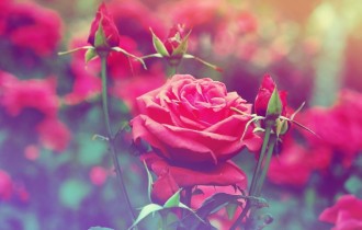 Floral wallpaper 797 (2560x1600) (30 wallpapers)