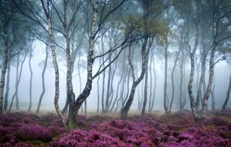 Цветочные обои 834 (3840x2160) (30 обоев)