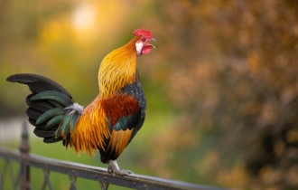 Птицы 170 (30 обоев)