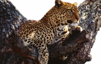 Коты 191 (30 обоев)