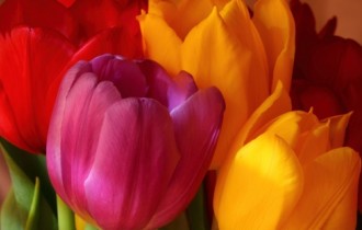 Beautiful Tulips HD Wallpapers (40 шпалер)