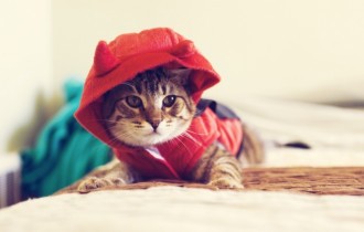 Коты 143 (30 обоев)