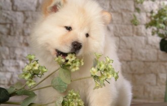 Chow Chow (25 wallpapers)