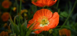 Квіткові шпалери 819 (3840x2160) (30 шпалер)