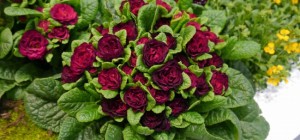 Floral wallpaper 869 (30 wallpapers)