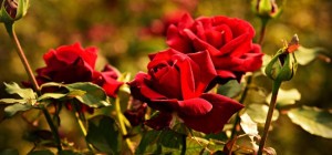 Квіткові шпалери 837 (3840x2160) (30 шпалер)