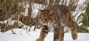 Cats 199 (30 wallpapers)