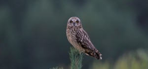 Птахи 176 (30 шпалер)