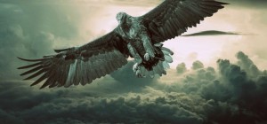 Birds 216 (30 wallpapers)