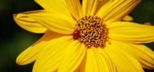 Квіткові шпалери 822 (3840x2160) (30 шпалер)