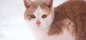 Коты 173 (30 обоев)