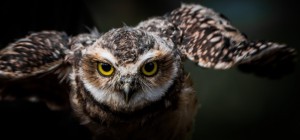 Птахи 156 (3840x2160) (30 шпалер)