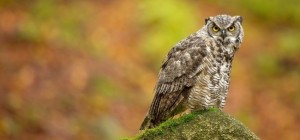Birds 207 (30 wallpapers)