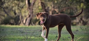 Собаки 149 (30 обоев)