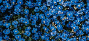 Цветочные обои 823 (3840x2160) (30 обоев)