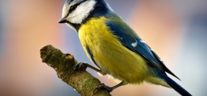 Birds 134 (2560x1600) (30 wallpapers)