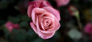 Floral wallpaper 806 (2560x1600) (30 wallpapers)