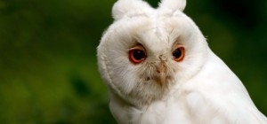 Birds 172 (30 wallpapers)