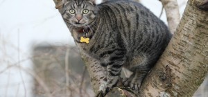 Коты 150 (30 обоев)