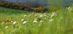 Квіткові шпалери 801 (2560x1600) (30 шпалер)