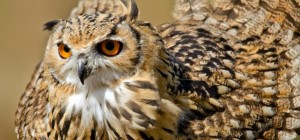 Птахи 174 (30 шпалер)