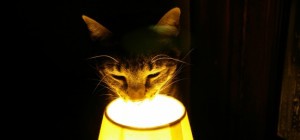 Cats 207 (30 wallpapers)