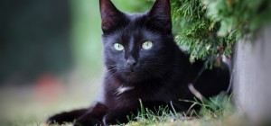 Коти 219 (30 шпалер)