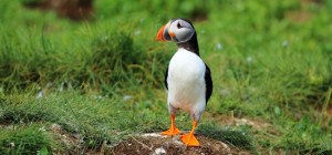 Birds 155 (3840x2160) (30 wallpapers)